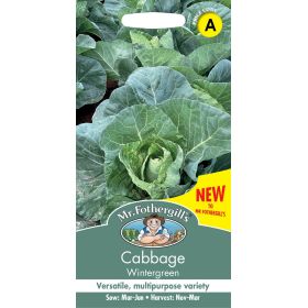 Cabbage Wintergreen Seeds